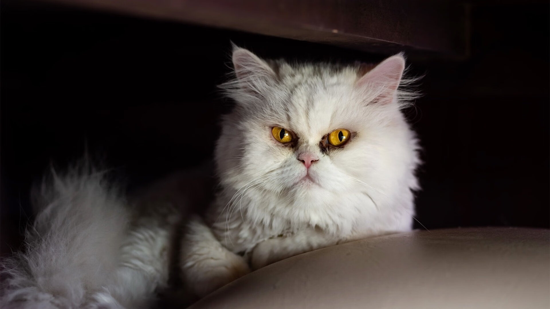 KAIYUNAPP-勇士库里手感火热引爆主场，库里状态神勇引领球队,勇士队走回正轨