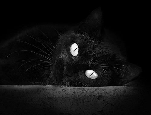 开云·体育官网APP下载-意外拳击裁判被指误判引风波，拳击误伤裁判视频