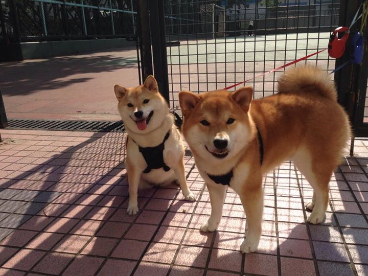 开云体育网页版入口-法甲VAR系统中语义处理模块提升判罚透明度的应用