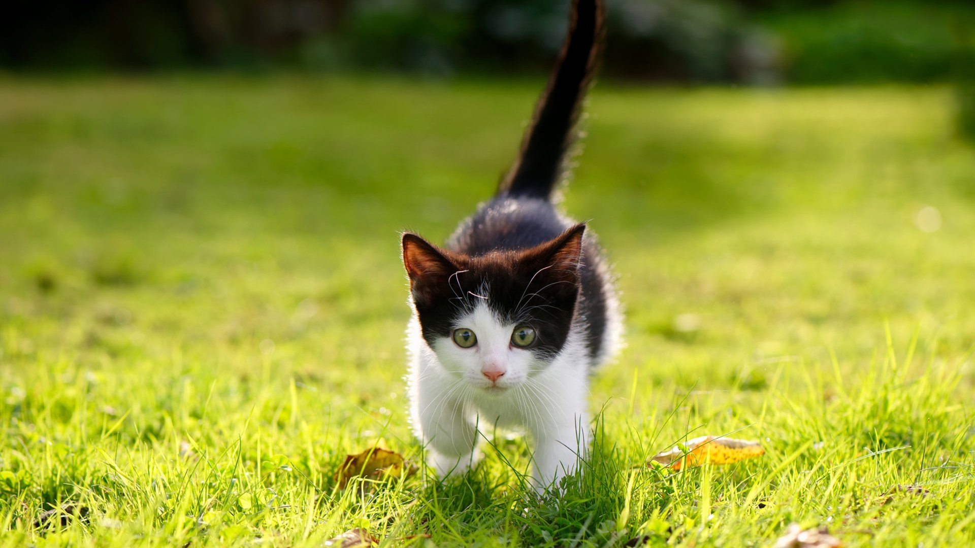 开云kaiyun-科斯精准转身成比赛转折点，科斯又名科斯姆