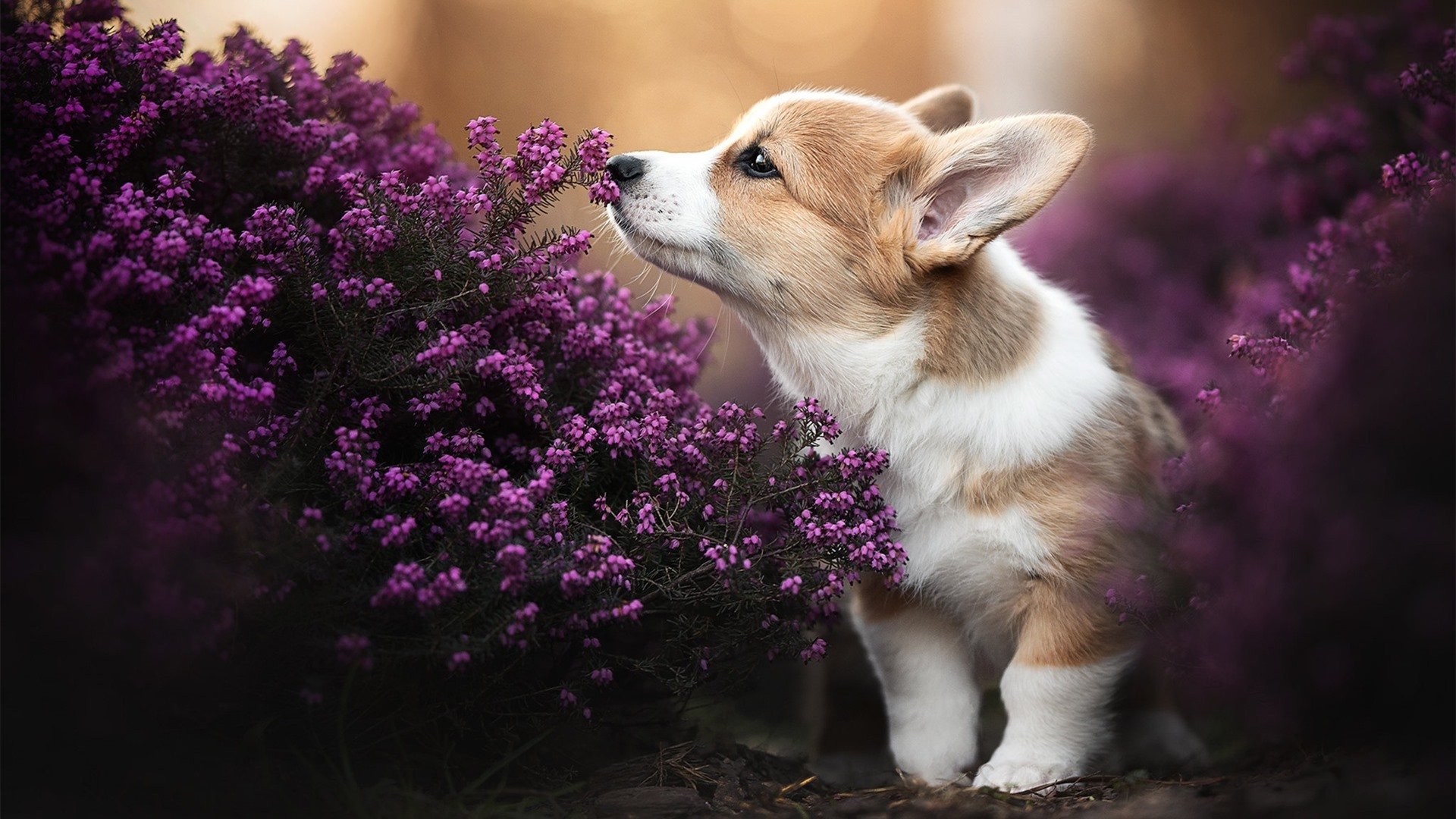 开云体育网页版入口-马尔代夫男篮在亚锦赛奋勇争夺，迎来新一轮崛起